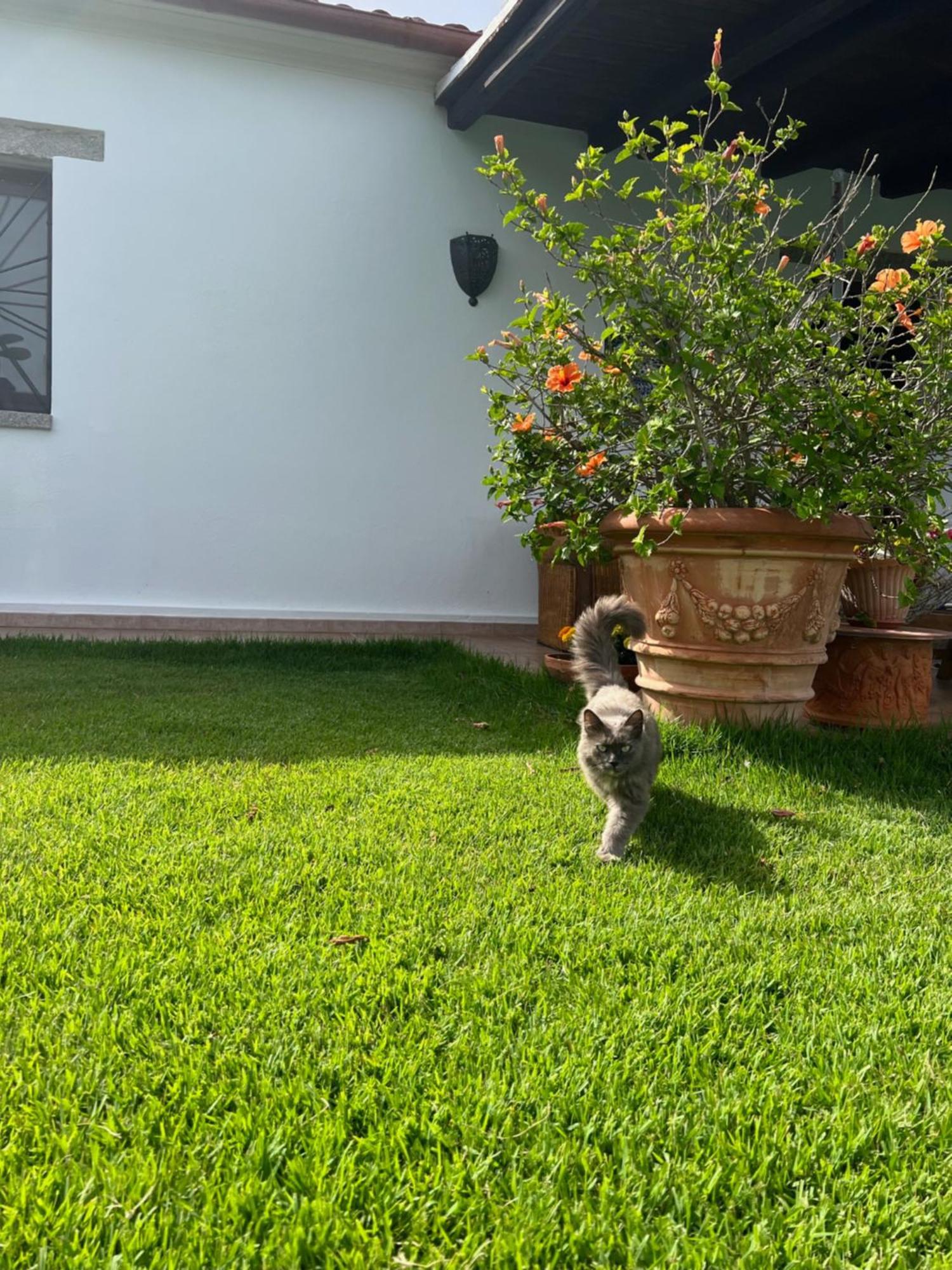 Villa Peditoltu Olbia Extérieur photo